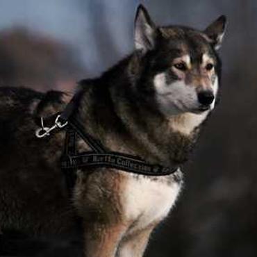 Shopping Center Norte